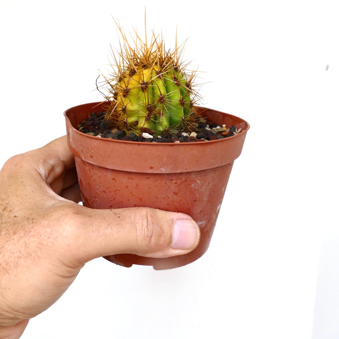 Trichocereus terscheckii YELLOW-GREEN variegated