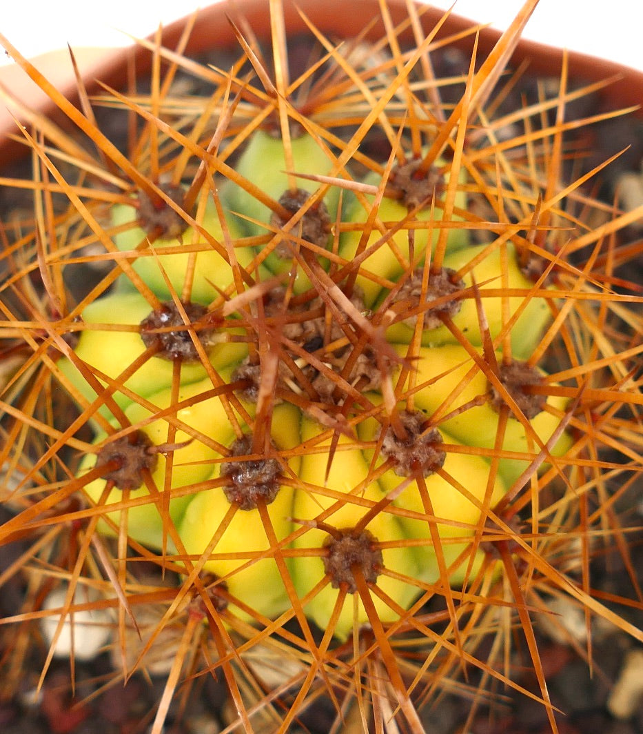 Trichocereus terscheckii YELLOW-GREEN variegated