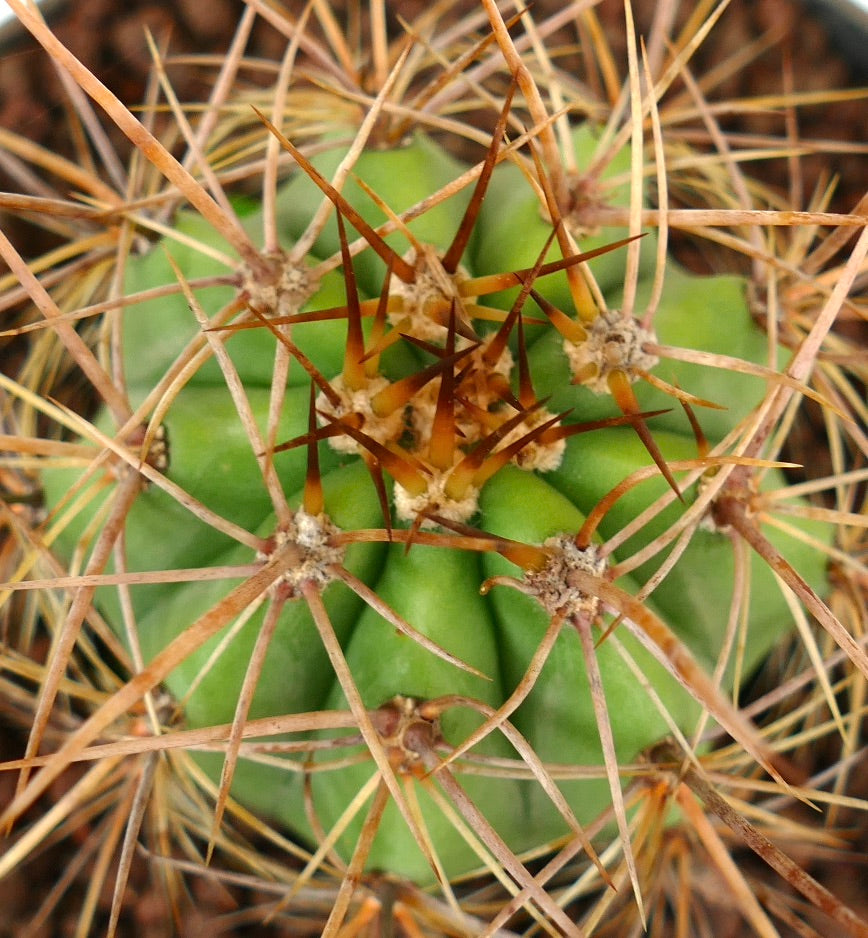 Trichocereus terscheckii