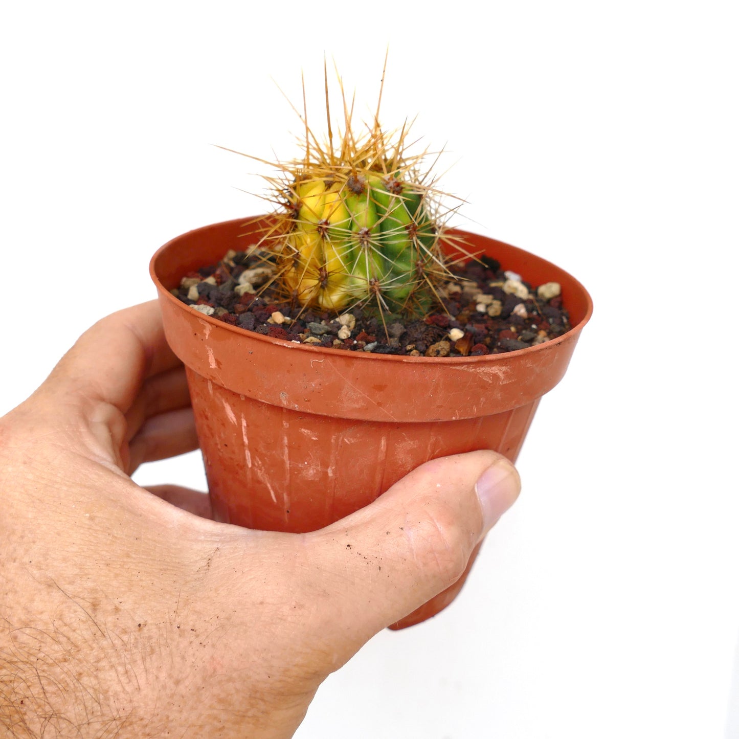 Trichocereus terscheckii YELLOW-GREEN variegated