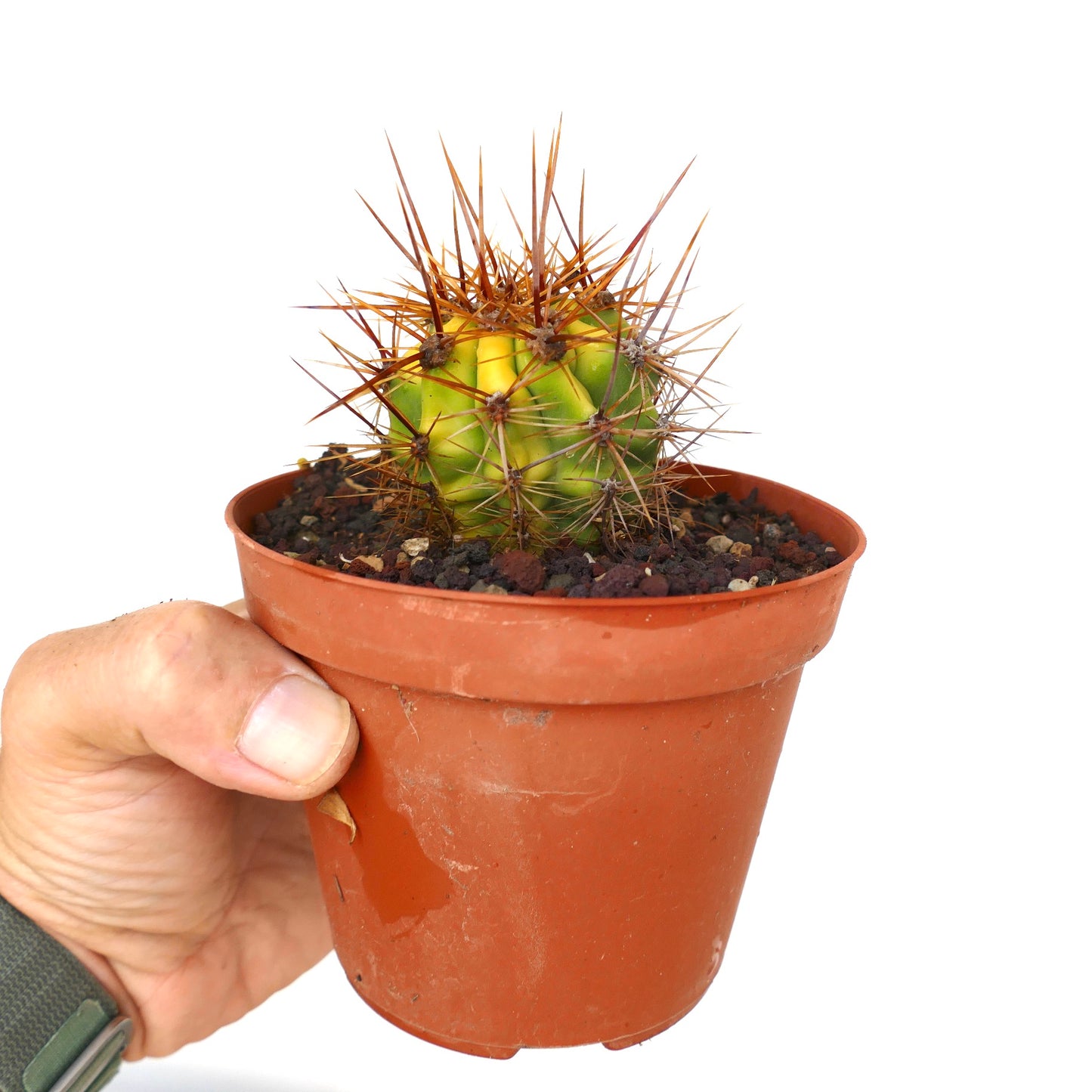 Trichocereus terscheckii YELLOW-GREEN variegated