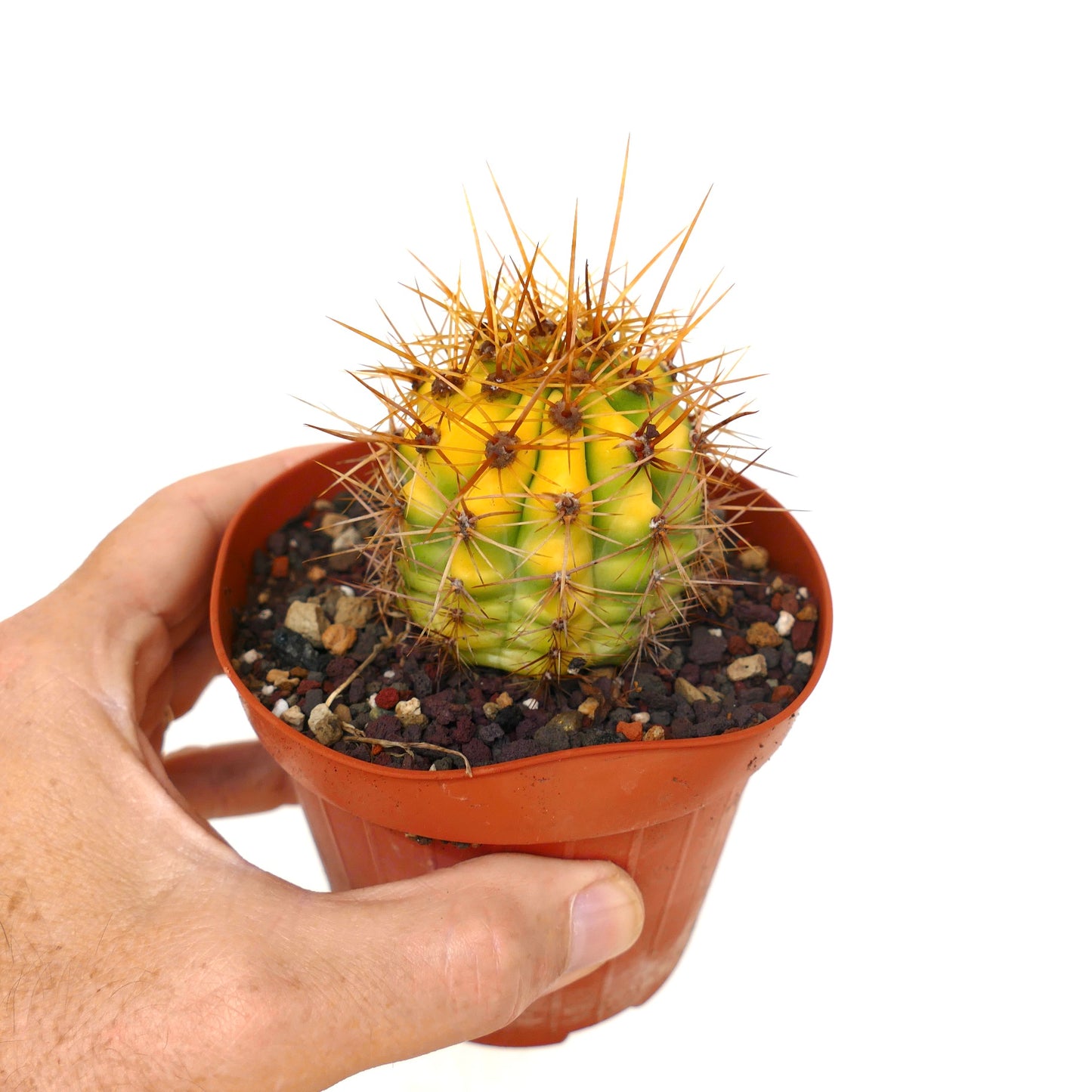 Trichocereus terscheckii YELLOW-GREEN variegated