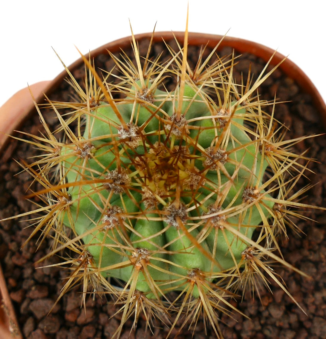 Trichocereus terscheckii