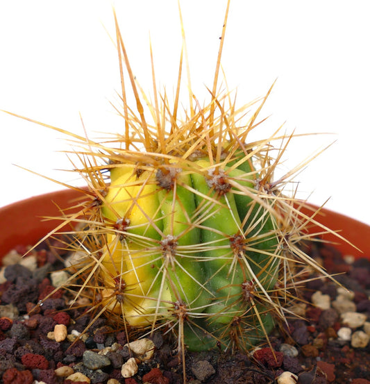 Trichocereus terscheckii YELLOW-GREEN variegated