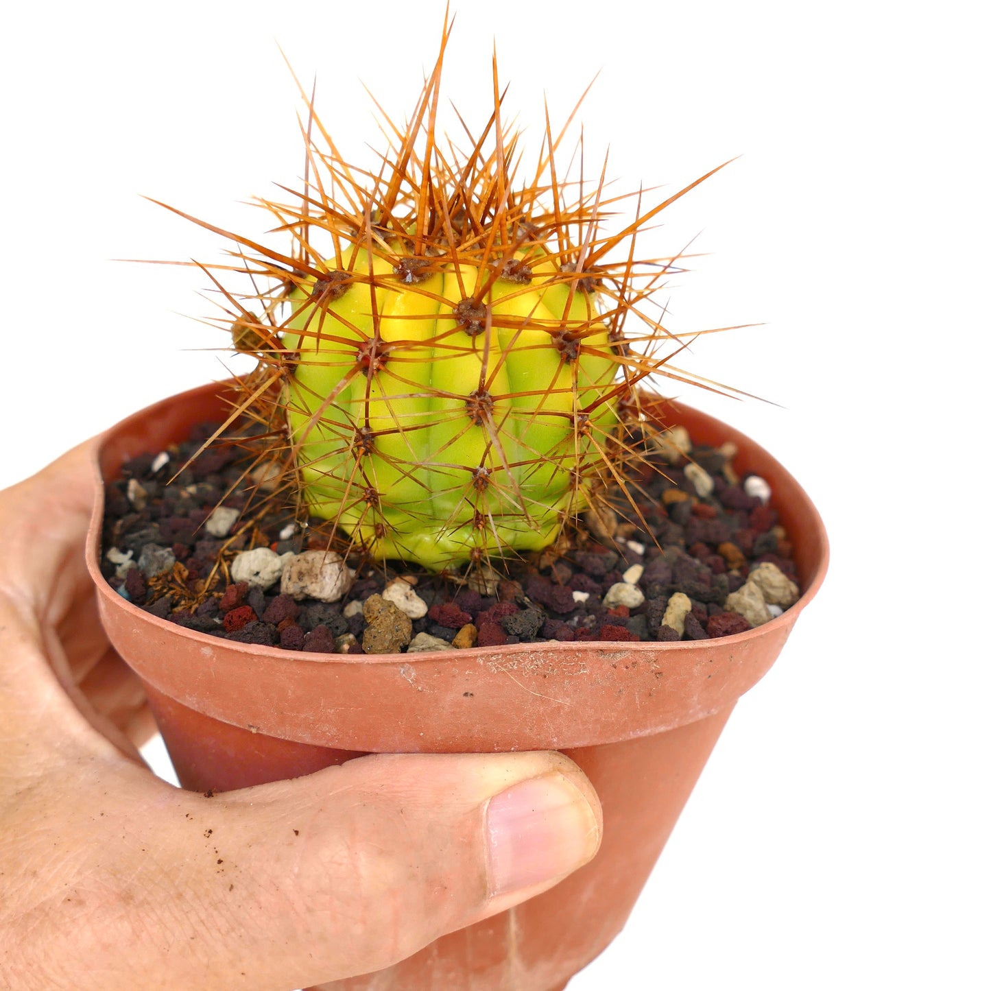 Trichocereus terscheckii YELLOW-GREEN variegated