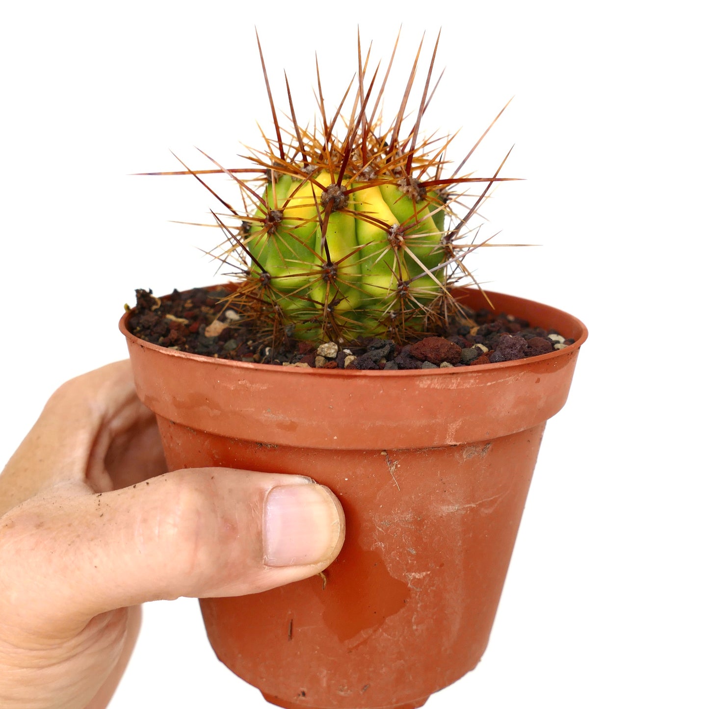 Trichocereus terscheckii YELLOW-GREEN variegated