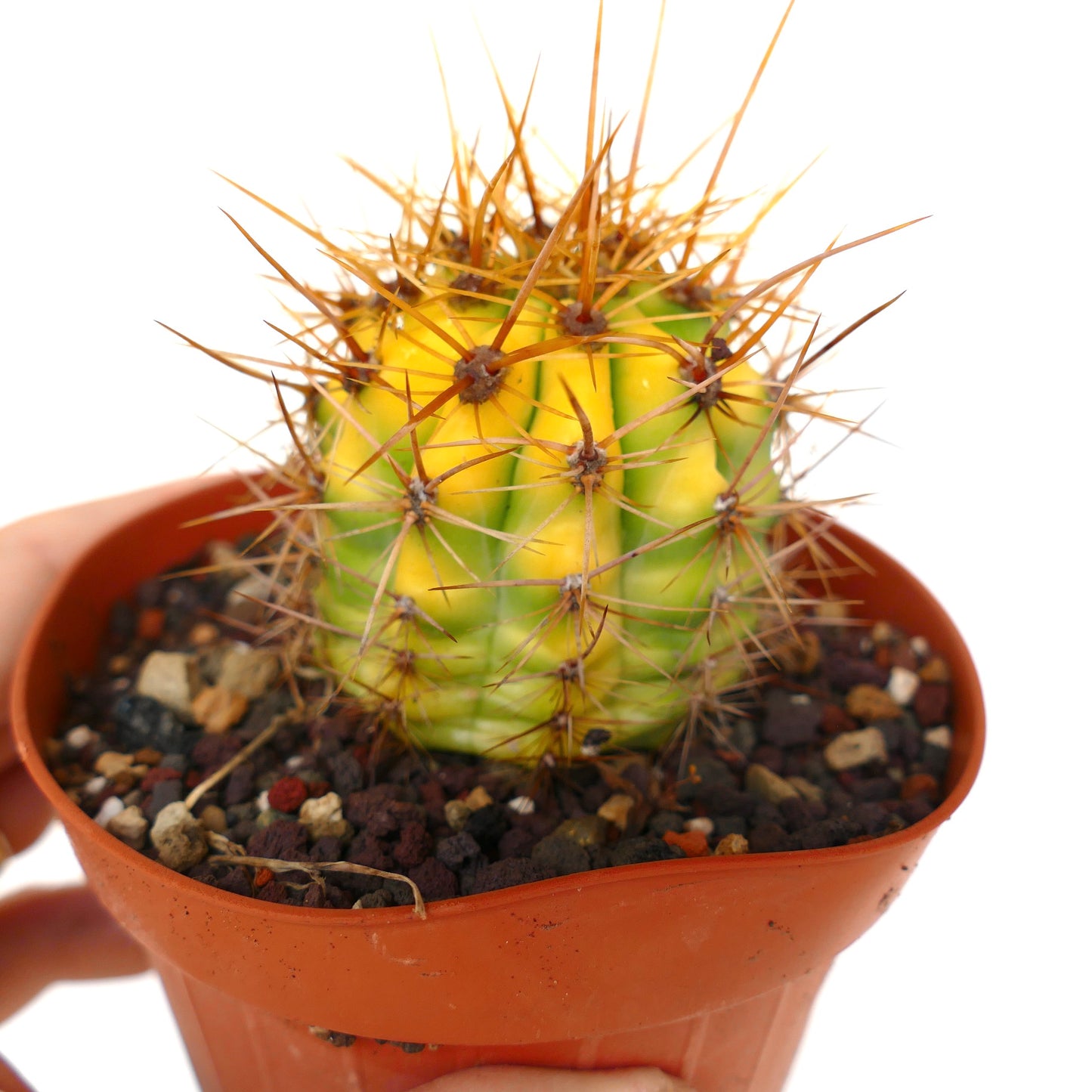 Trichocereus terscheckii YELLOW-GREEN variegated