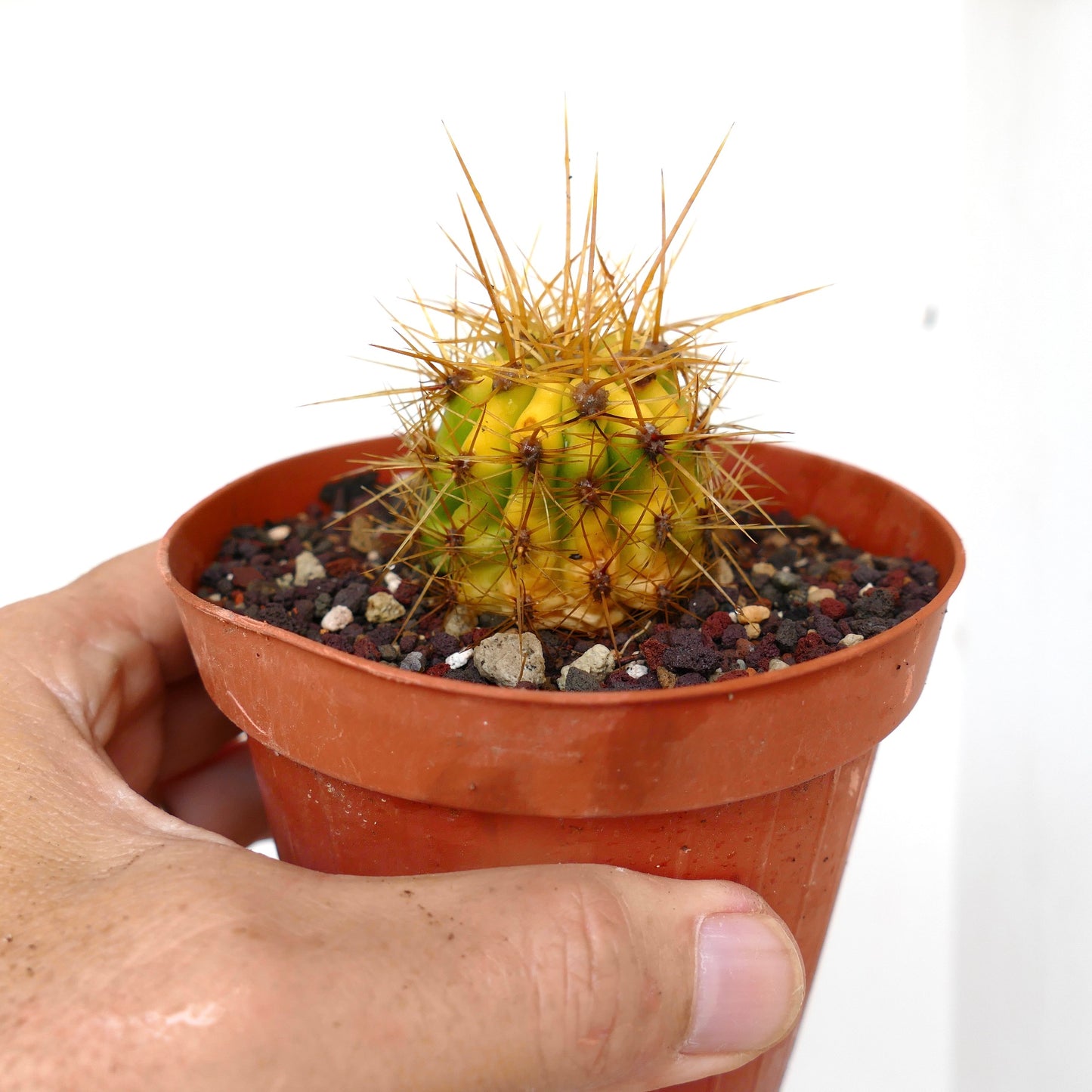 Trichocereus terscheckii YELLOW-GREEN variegated