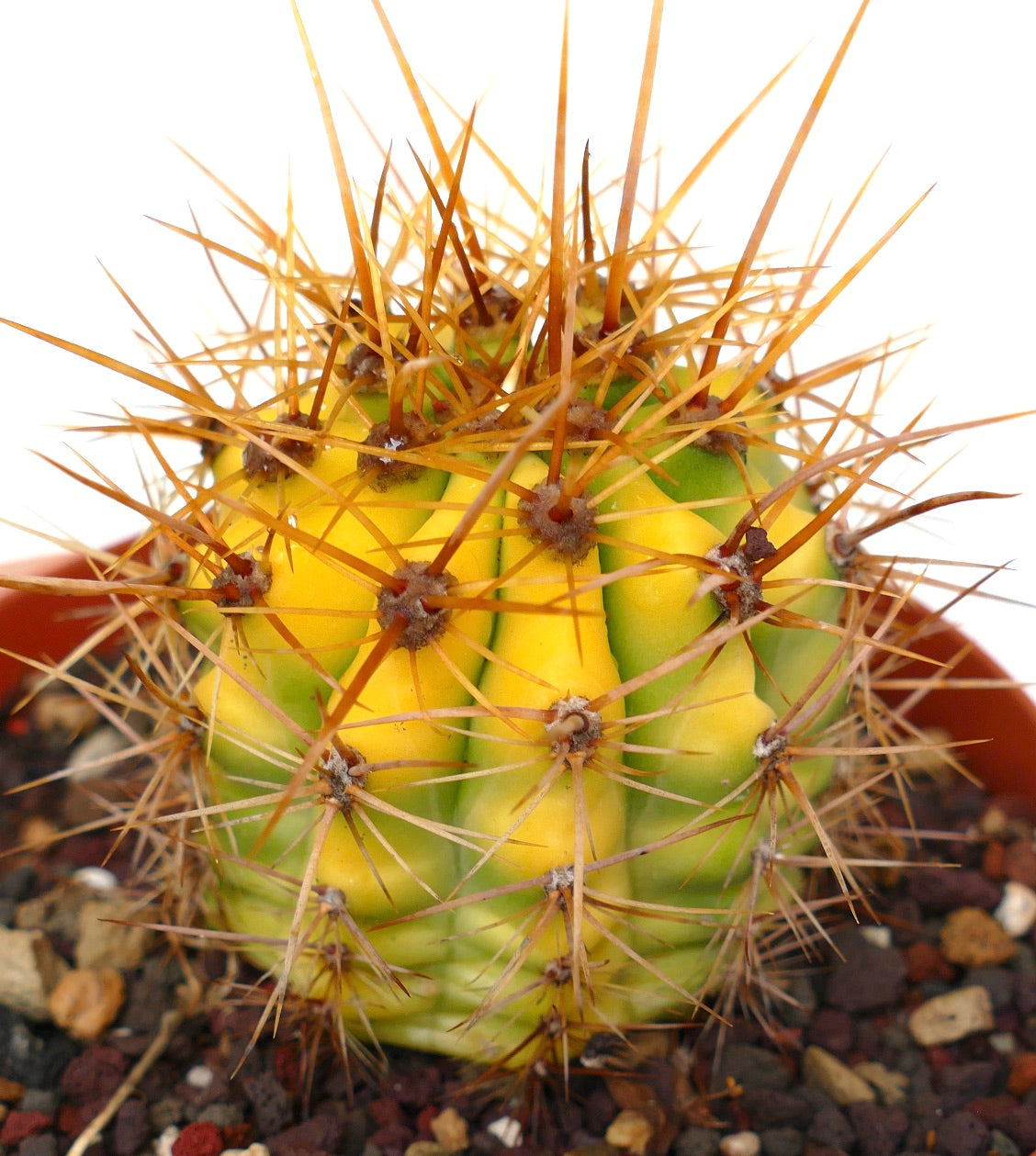 Trichocereus terscheckii YELLOW-GREEN variegated