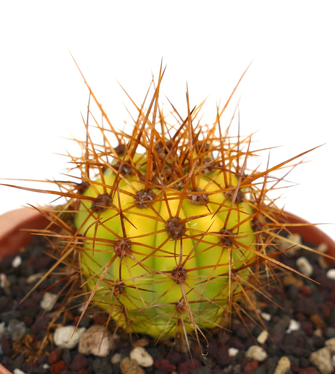 Trichocereus terscheckii YELLOW-GREEN variegated