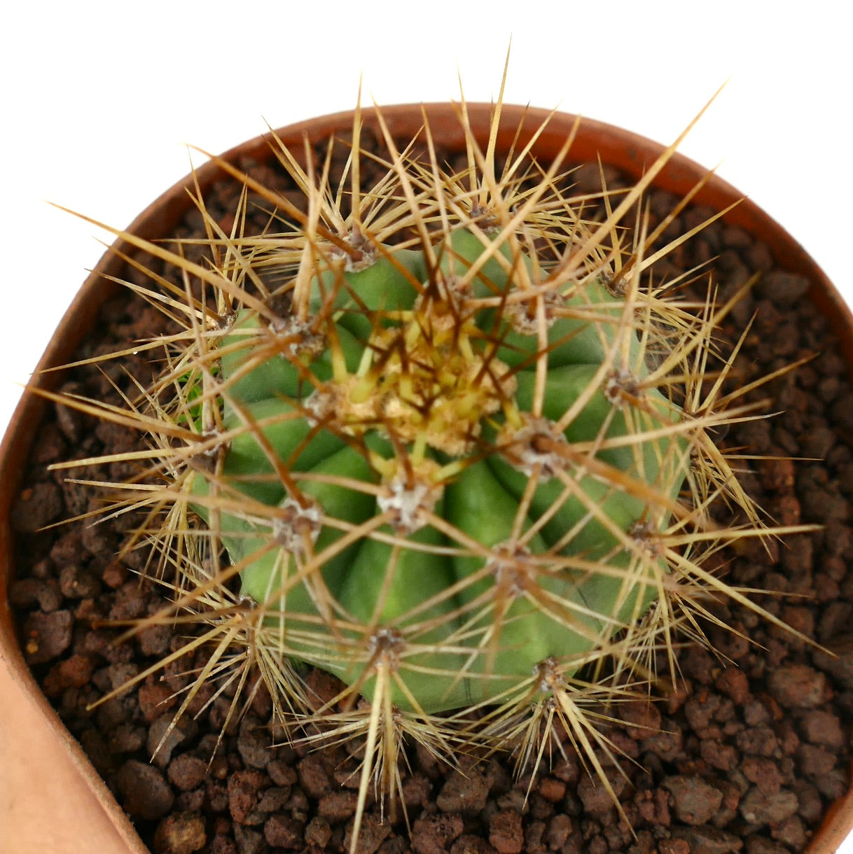 Trichocereus terscheckii