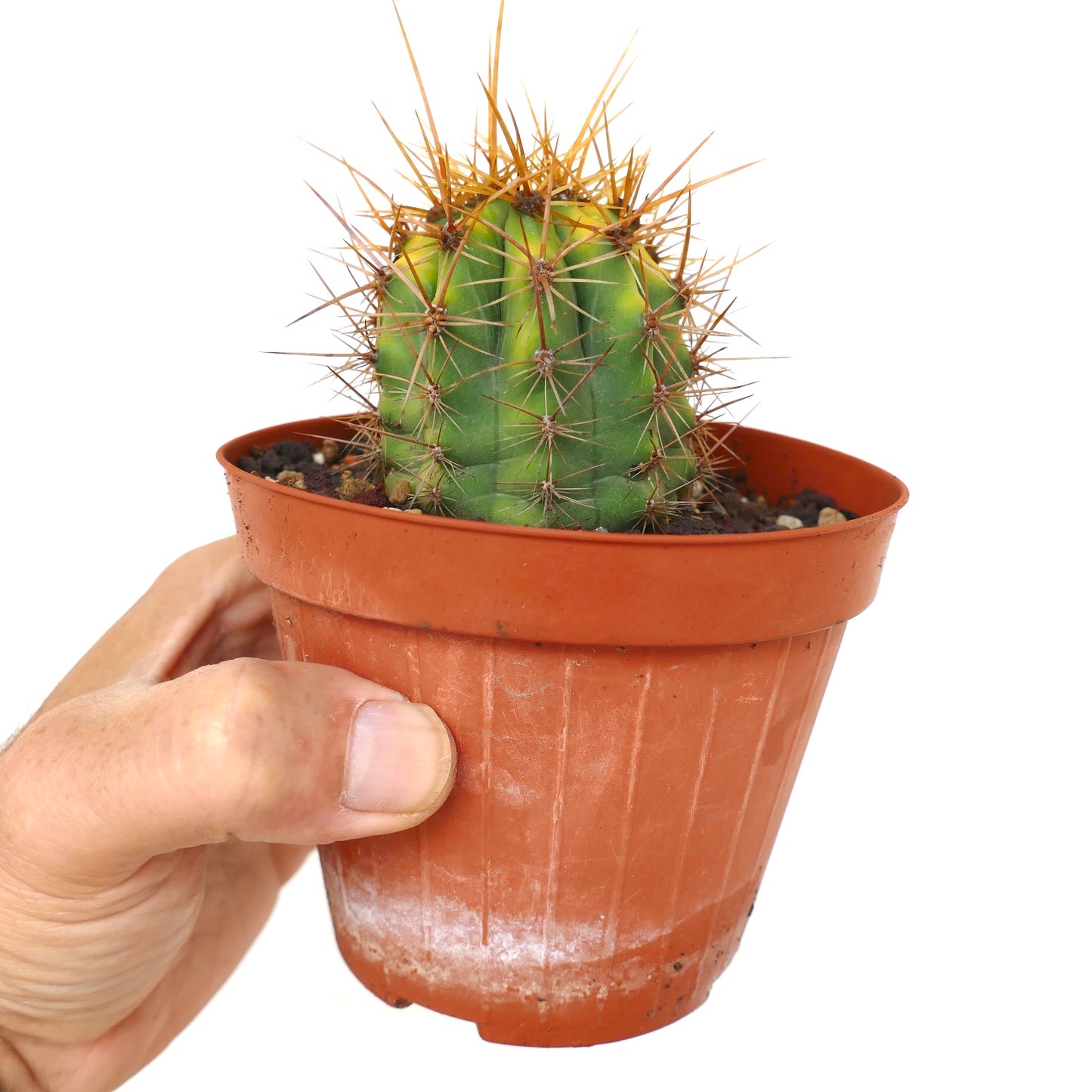 Trichocereus terscheckii YELLOW-GREEN variegated