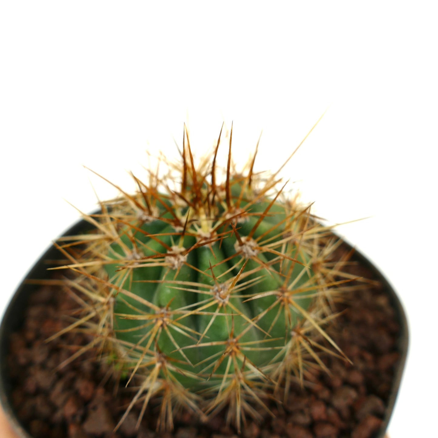 Trichocereus terscheckii