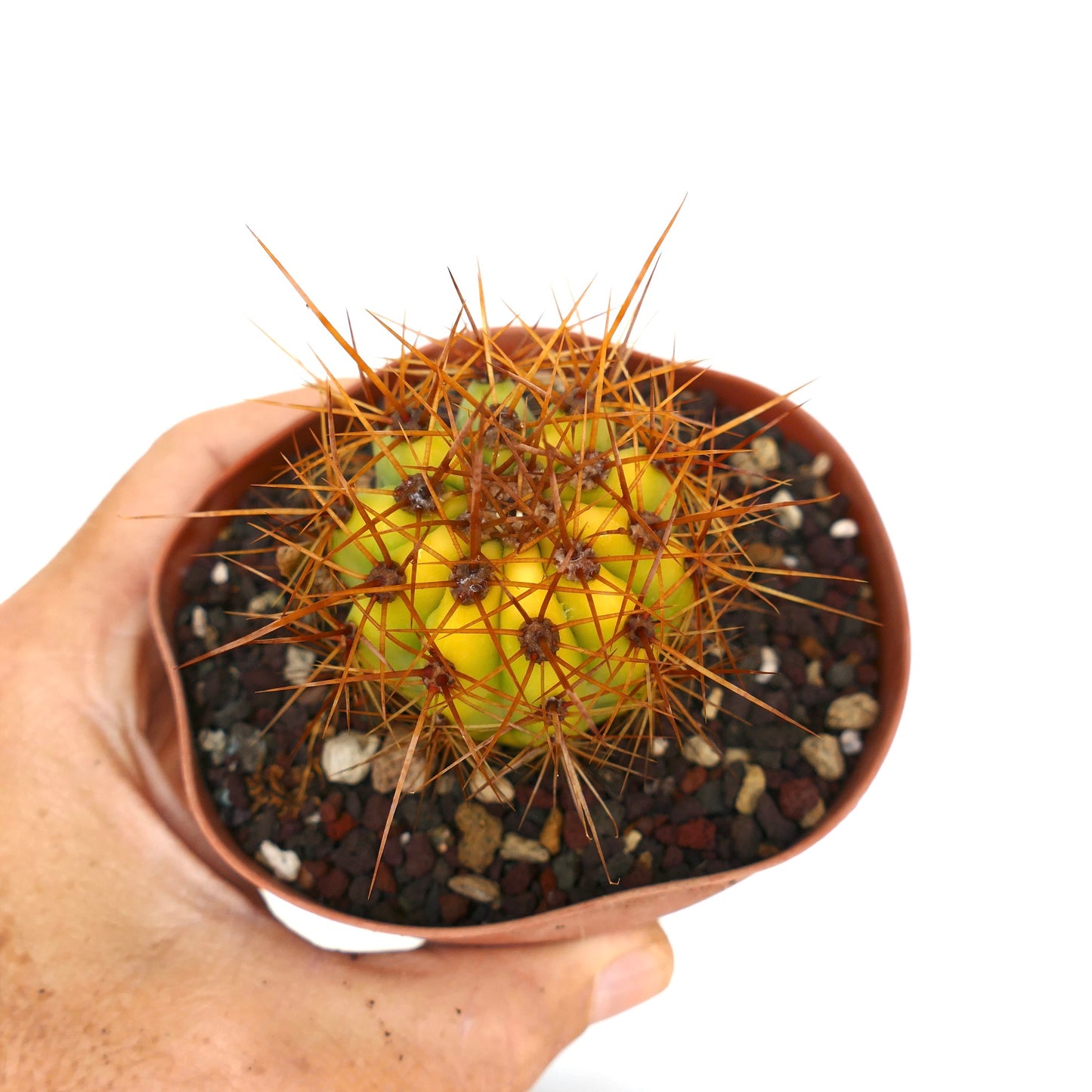 Trichocereus terscheckii YELLOW-GREEN variegated