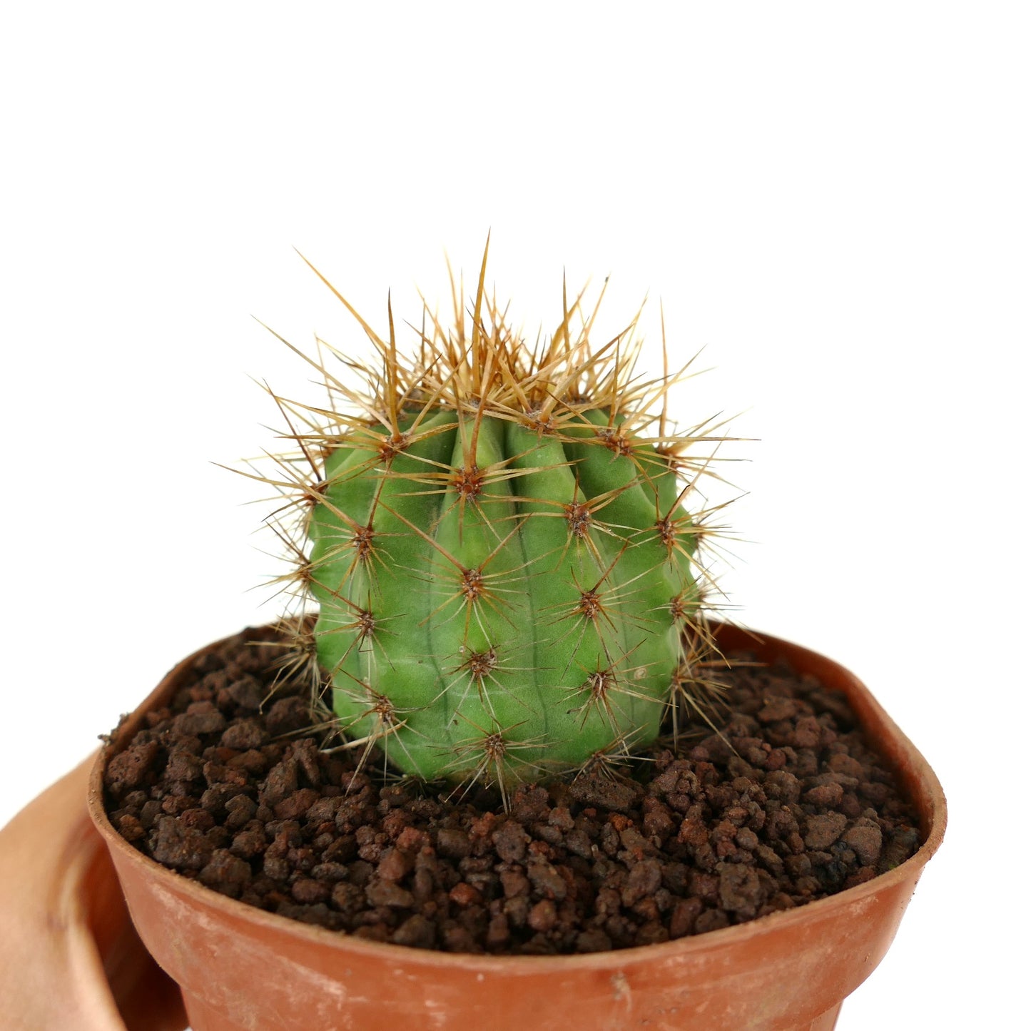 Trichocereus terscheckii