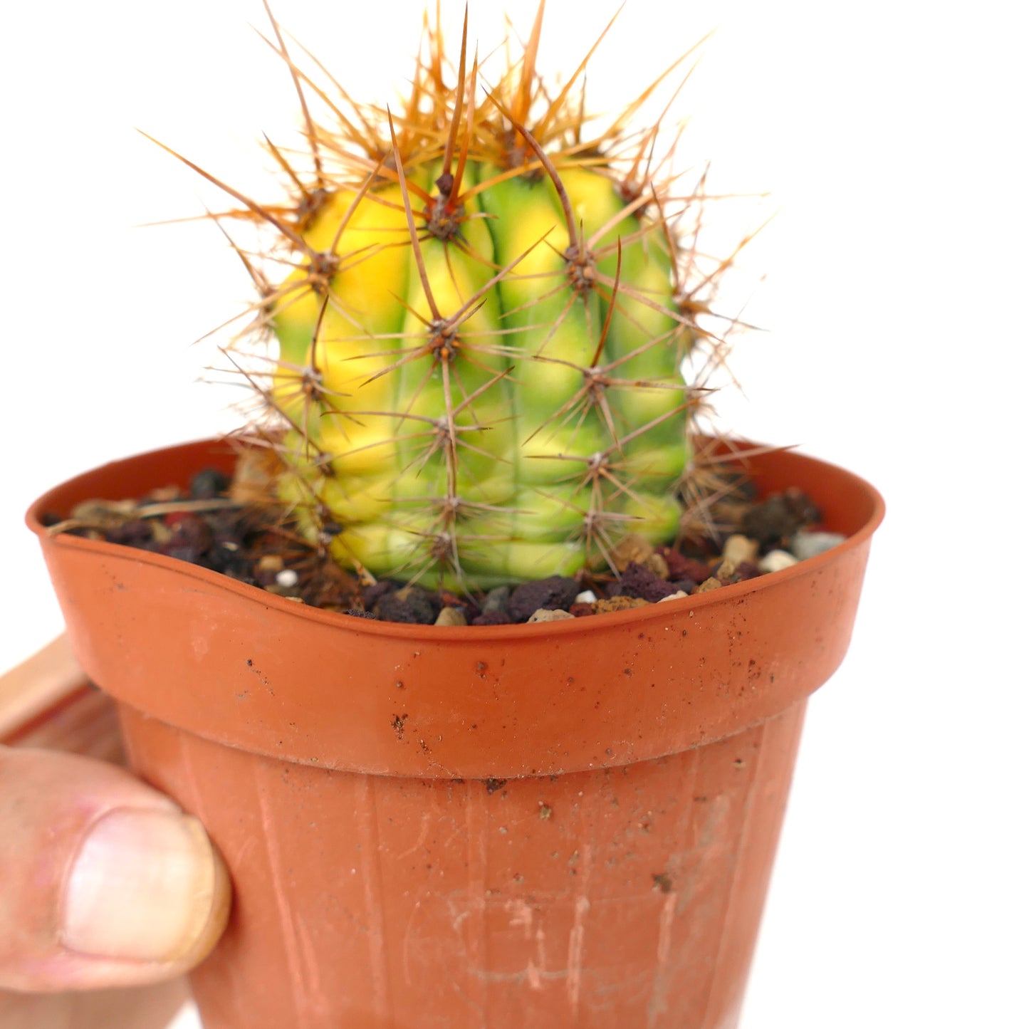 Trichocereus terscheckii YELLOW-GREEN variegated