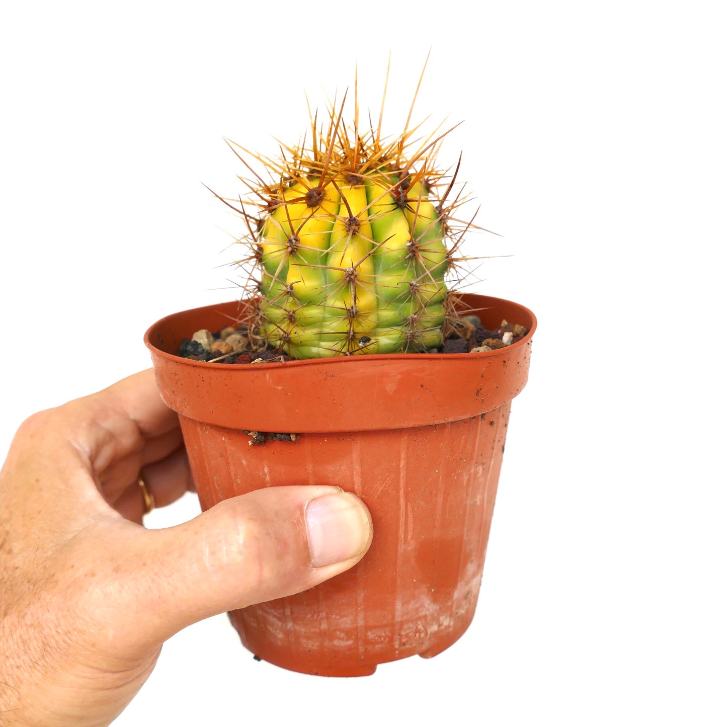 Trichocereus terscheckii YELLOW-GREEN variegated