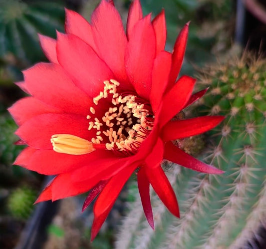 Semi di Trichocereus vatteri IBRIDO WR122