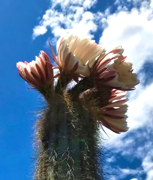 Semi di Trichocereus werdermannianus