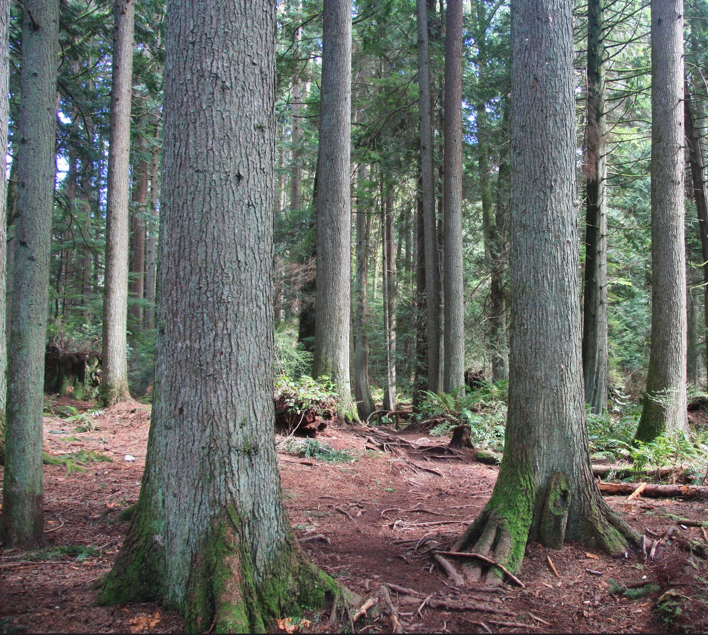 Tsuga heterophylla