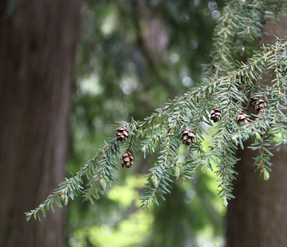 Tsuga heterophylla