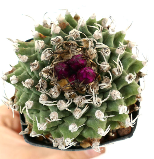 Turbinicarpus alonsoi AMAZING SPECIMENT