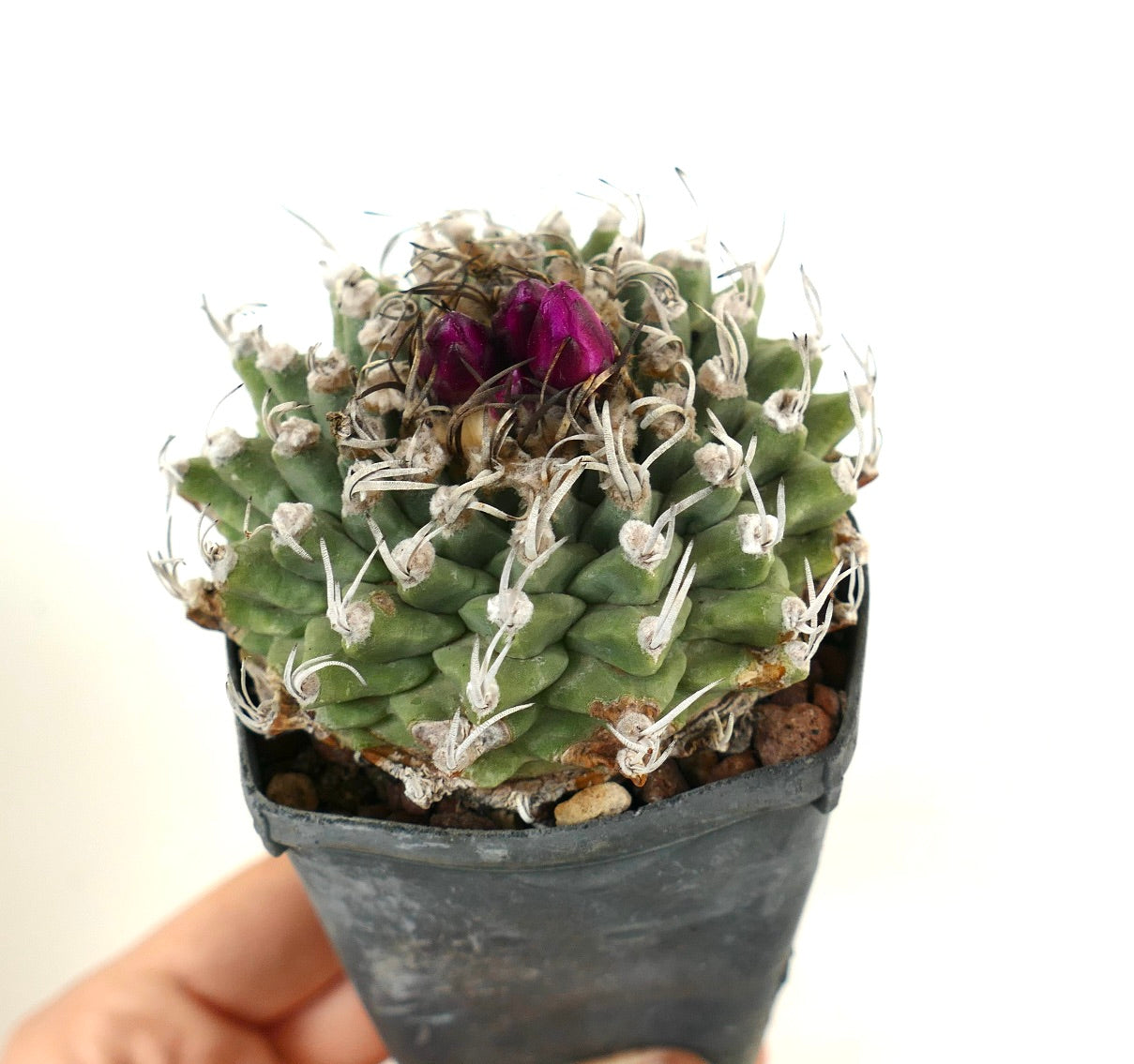 Turbinicarpus alonsoi AMAZING SPECIMENT