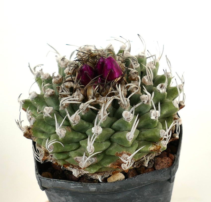 Turbinicarpus alonsoi AMAZING SPECIMENT