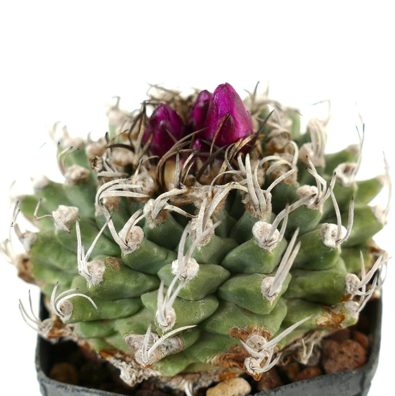 Turbinicarpus alonsoi AMAZING SPECIMENT