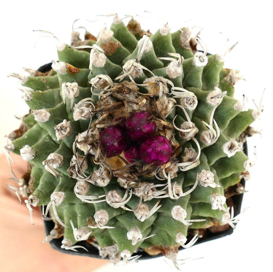 Turbinicarpus alonsoi AMAZING SPECIMENT