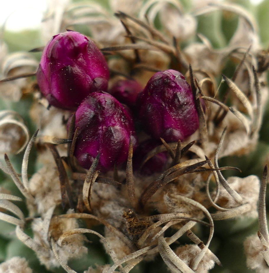 Turbinicarpus alonsoi AMAZING SPECIMENT