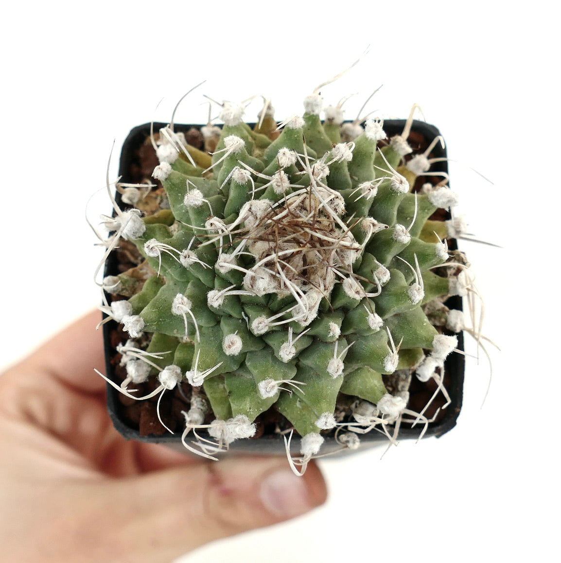 areolen kaktus Turbinicarpus alonsoi