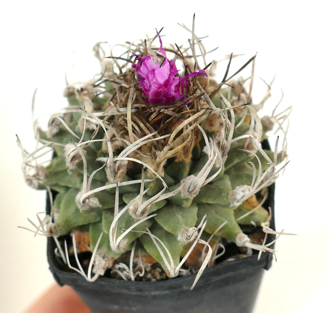 Turbinicarpus alonsoi OWN ROOTS NEVER GRAFTED