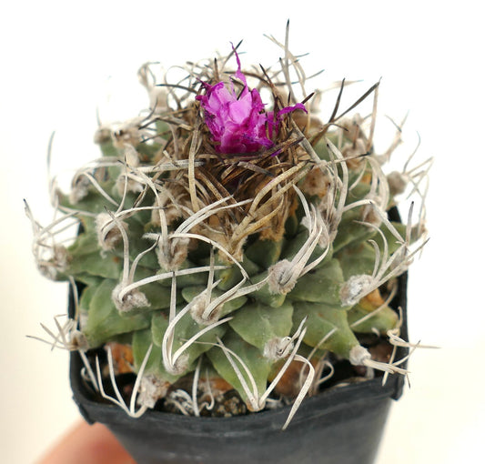 Turbinicarpus alonsoi OWN ROOTS NEVER GRAFTED
