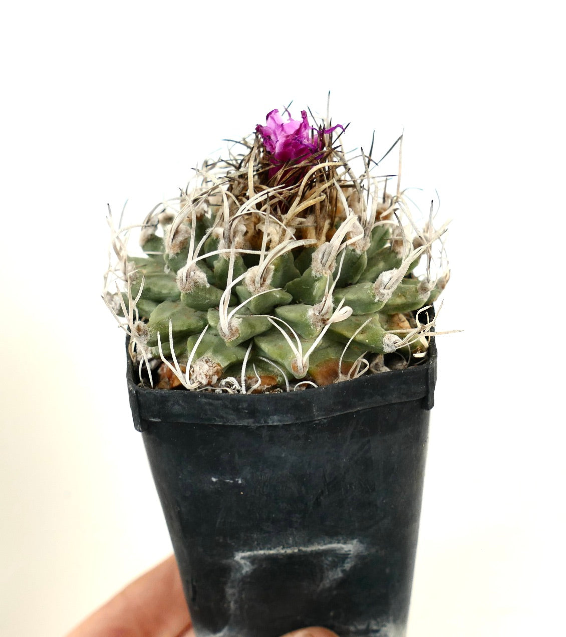 Turbinicarpus alonsoi OWN ROOTS NEVER GRAFTED