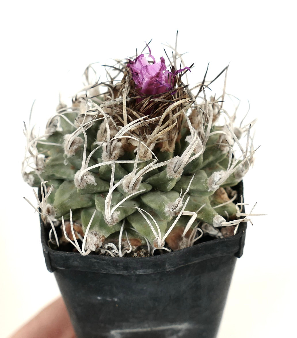 Turbinicarpus alonsoi OWN ROOTS NEVER GRAFTED