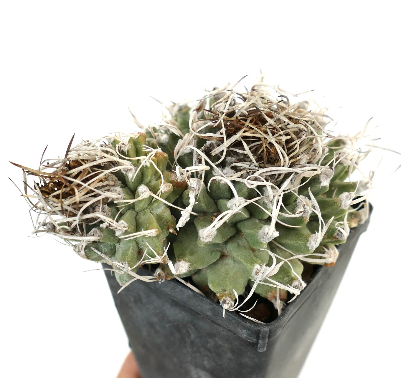 Turbinicarpus alonsoi SELECTED 2 HEADS