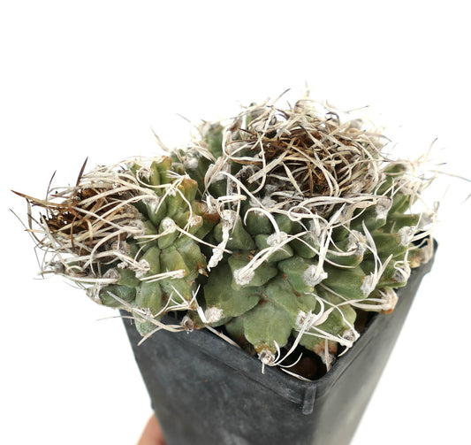 Turbinicarpus alonsoi SELECTED 2 HEADS