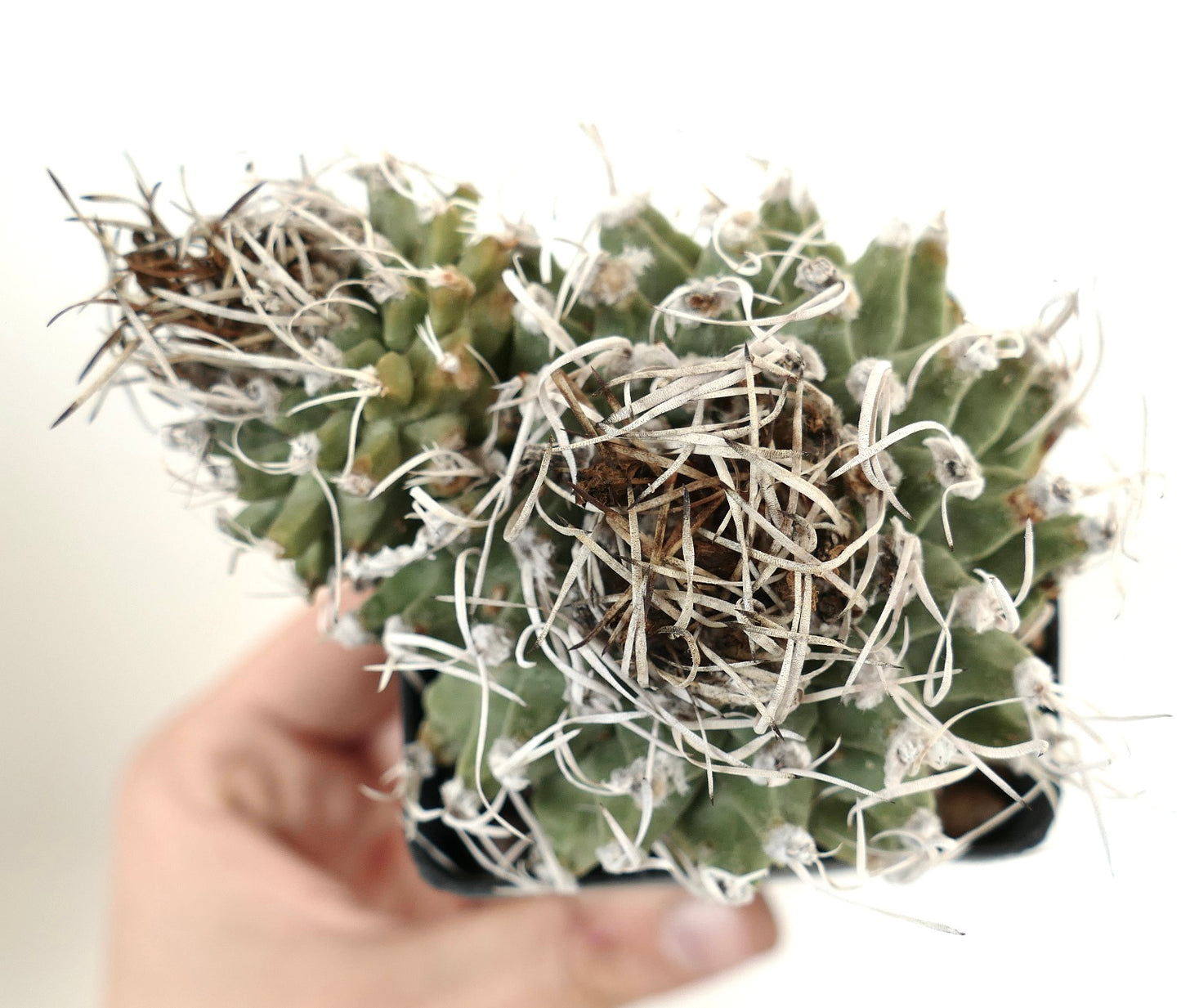 Turbinicarpus alonsoi SELECTED 2 HEADS