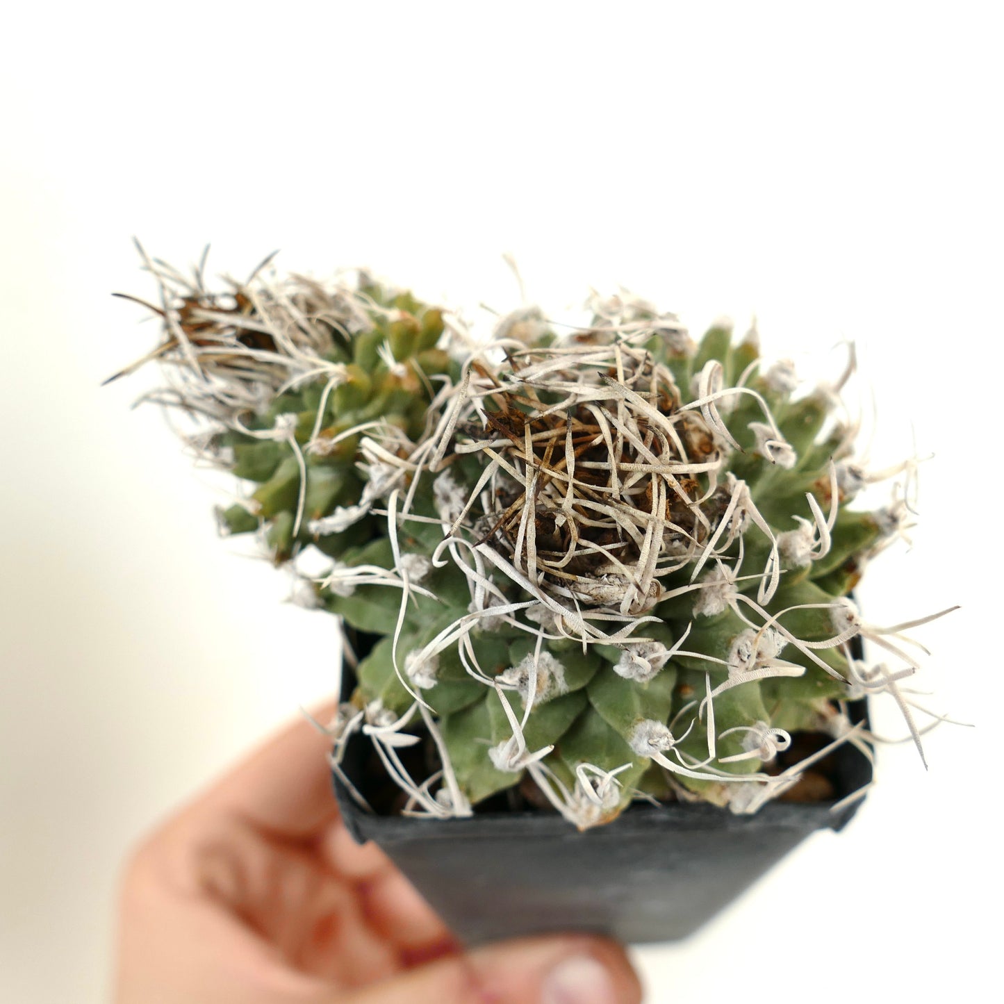 Turbinicarpus alonsoi SELECTED 2 HEADS