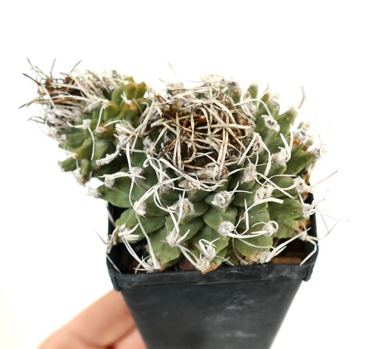 Turbinicarpus alonsoi SELECTED 2 HEADS