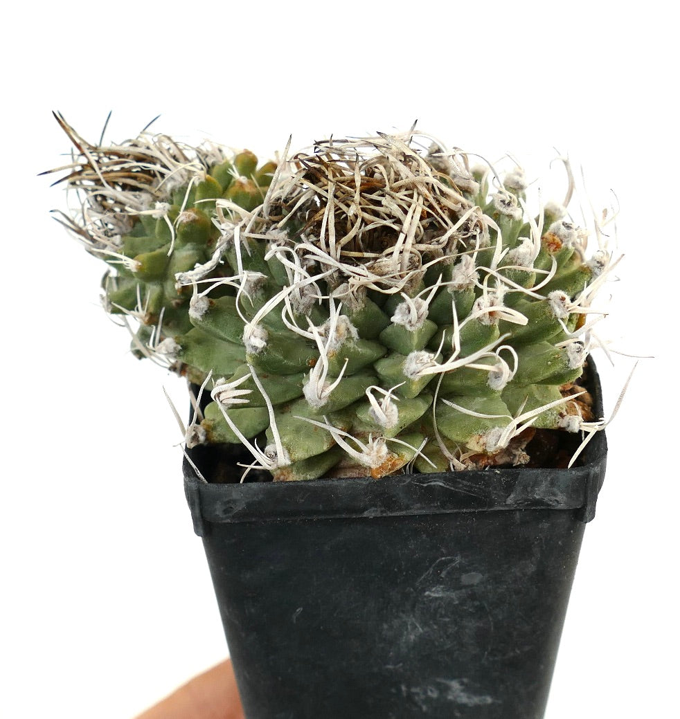 Turbinicarpus alonsoi SELECTED 2 HEADS