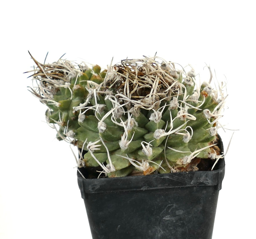 Turbinicarpus alonsoi SELECTED 2 HEADS