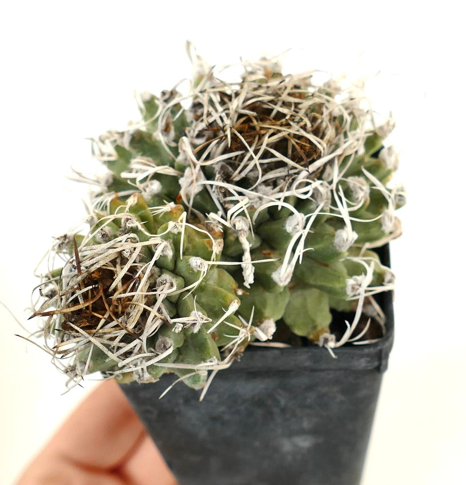 Turbinicarpus alonsoi SELECTED 2 HEADS