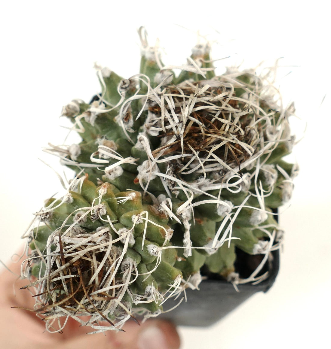 Turbinicarpus alonsoi SELECTED 2 HEADS