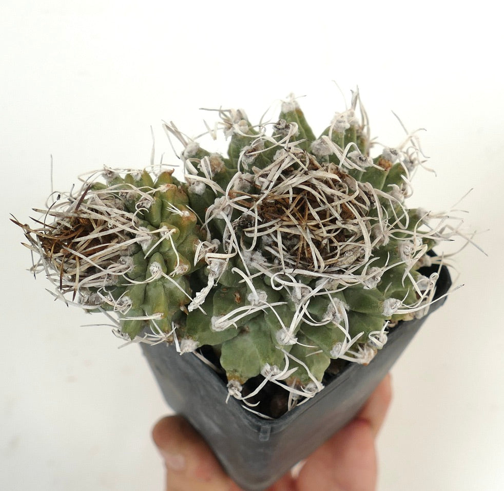 Turbinicarpus alonsoi SELECTED 2 HEADS