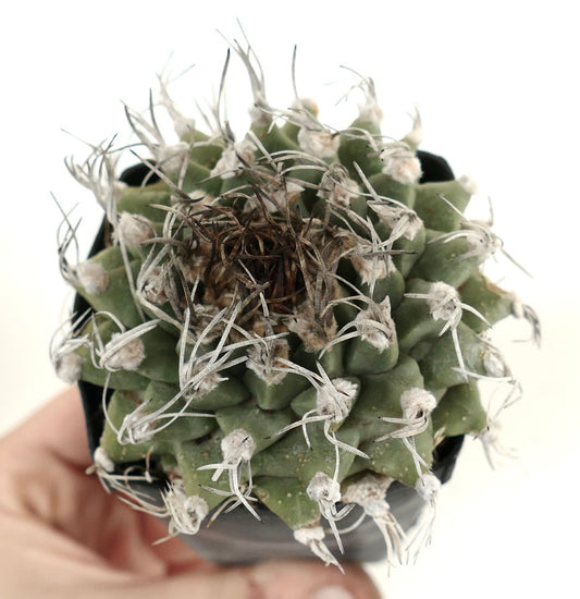 Turbinicarpus alonsoi SELECTED SINGLE HEAD