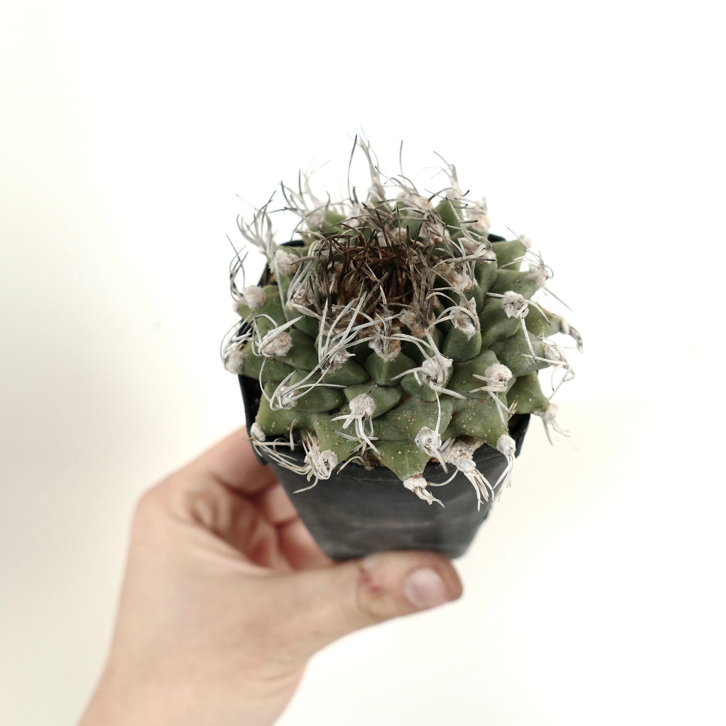 Turbinicarpus alonsoi SELECTED SINGLE HEAD