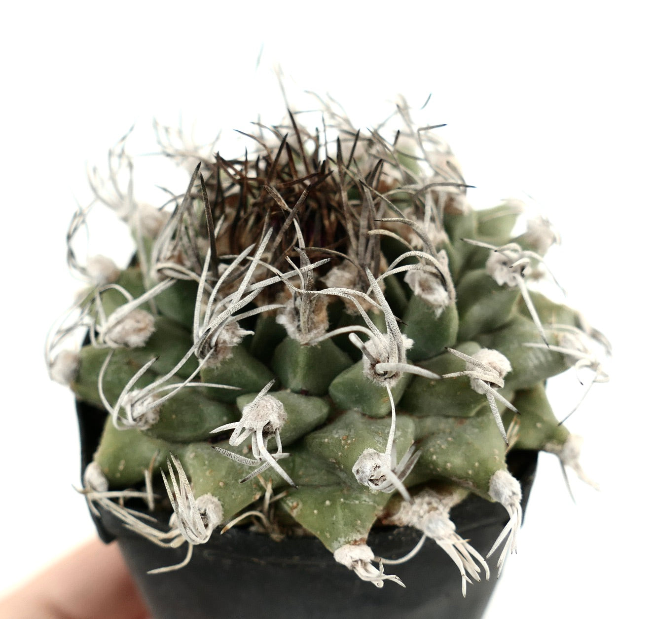 Turbinicarpus alonsoi SELECTED SINGLE HEAD