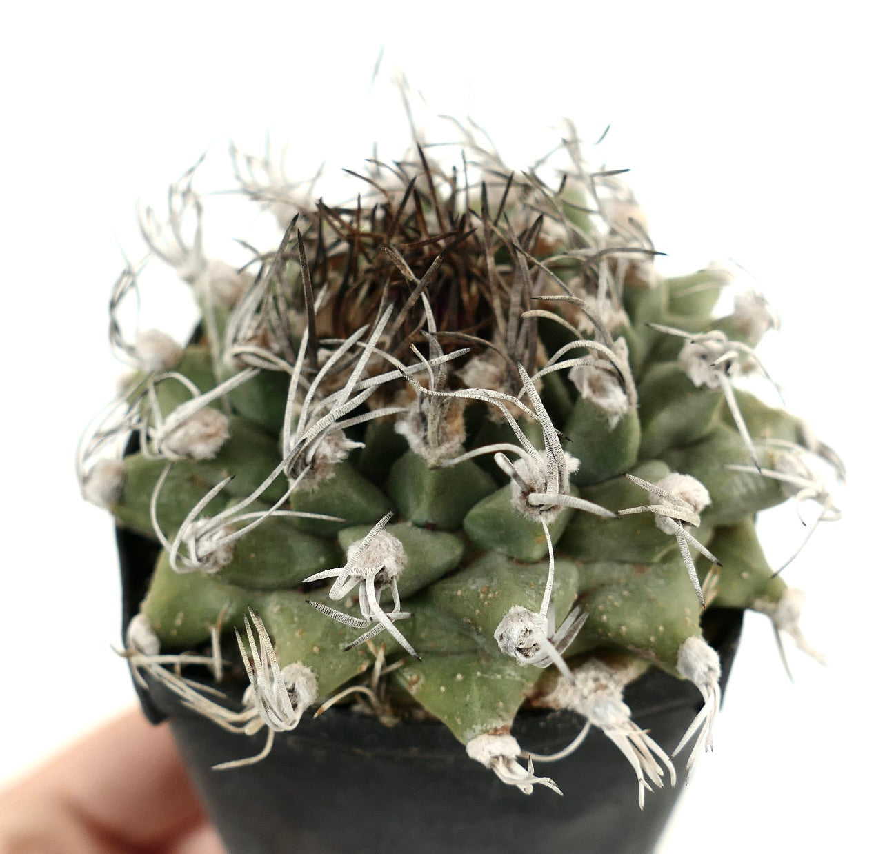 Turbinicarpus alonsoi SELECTED SINGLE HEAD